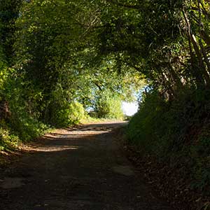 Green tunnel of trees at Beili Glas Farm, Monmouthshire, Wales