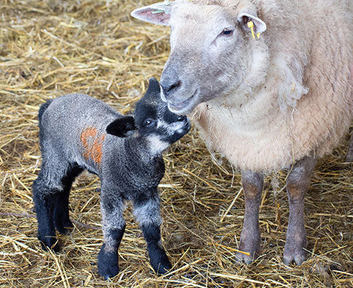 Beili Glas is home to the Ryland breed of sheep