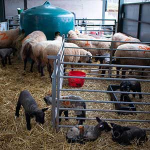 Shropshire sheep breeding at Beili Glas Farm, Monmouthshire, Wales