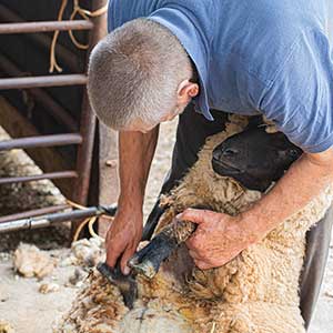 Sheep shearing at Beili Glas Farm, Monmouthshire, Wales