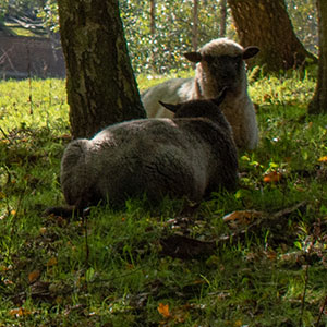 Woodland at Beili Glas Farm, Monmouthshire, Wales