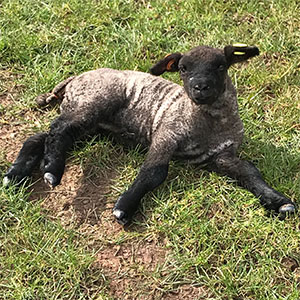 Shropshire lamb at Beili Glas Farm, Monmouthshire, Wales