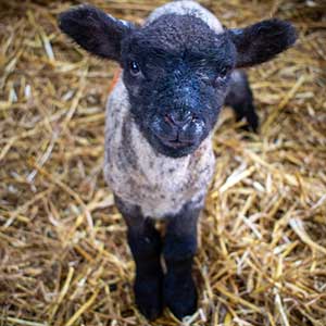 Shropshire lamb at Beili Glas Farm, Monmouthshire, Wales