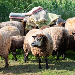 Sheep shearing at Beili Glas Farm, Monmouthshire, Wales