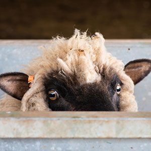 Shropshire Sheep at Beili Glas Farm, Monmouthshire, Wales